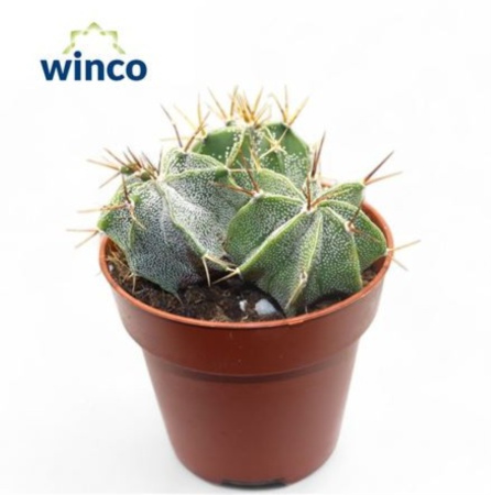 Астрофитум декоративный (группа) 8,5см Астрофитум декоративный (группа) 8,5см