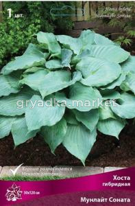 Хоста гибридная Мунлайт Соната (плотные листья ребристые, чашевидные, волнистые по краю, 1шт, I)