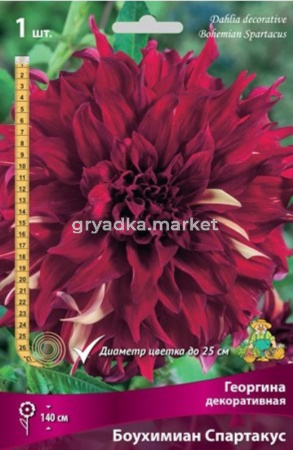 Георгина декоративная Боухимиан Спартакус