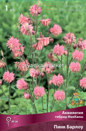 Аквилегия гибрид МакКаны Барлоу Пинк (60см, цветки розовые, 1шт, I)