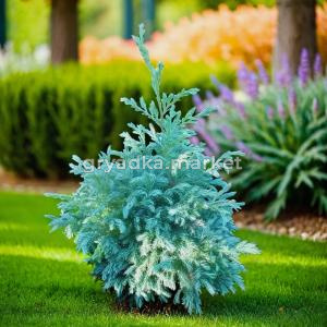 Кипарисовик горохоплодный Филифера Нана C 7,5 30-40 1