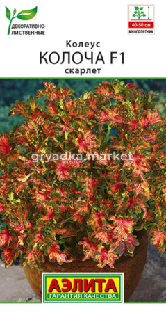 Колеус Колоча F1 скарлет 5шт Мн 35см (Аэлита)