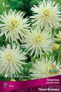 Георгина Плая Бланка 1шт