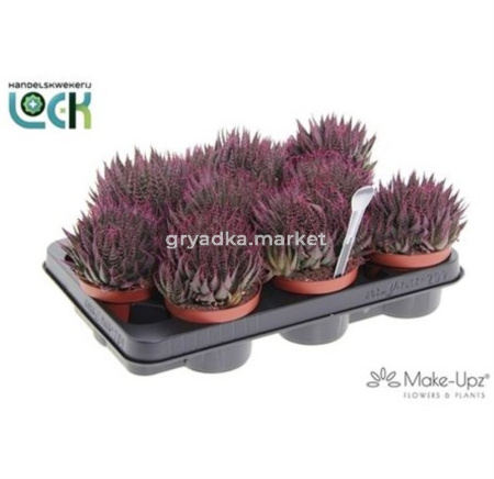 Алоэ Аристатное Make Upz Roze 10,5см