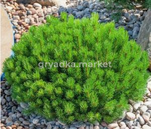 Скриншот 21-04-2026 105121