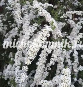 Спирея серая Грефшейм (Питомник Грезневых)