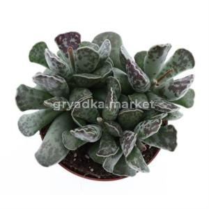 Адромискус Купера С10,5 H12,5