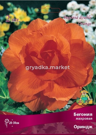Бегония махровая Оринж 2шт.4-5