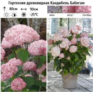 Гортензия древовидная Кандибель Баблгам С5 ГлХ (розовый)
