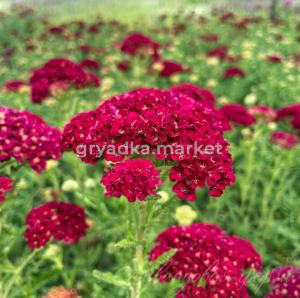 Тысячелистник 'Tutti Frutti Pomegranate' (a_2598)