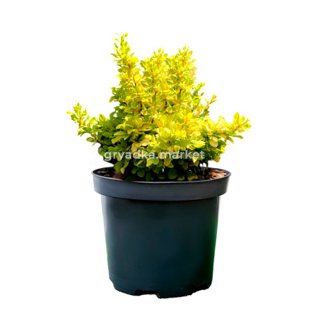 Барбарис тунберга Голдалита C 3 20-30 2