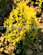 Скриншот 09-11-2023 103453