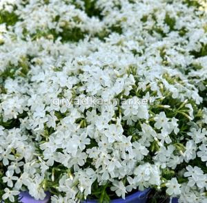 Скриншот 05-12-2024 113744