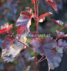 Берёза повислая Пурпуреа (Purpurea) С7.5 100-125 cm