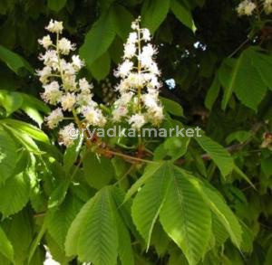 Каштан конский (Aesculus hippocastanum Alek) C5 Н120 - 140