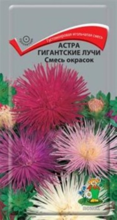 Астра Гигантские лучи Смесь окрасок (ЦВ) ( Астра Гигантские лучи Смесь окрасок (ЦВ) (