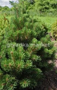 Скриншот 21-04-2026 114049