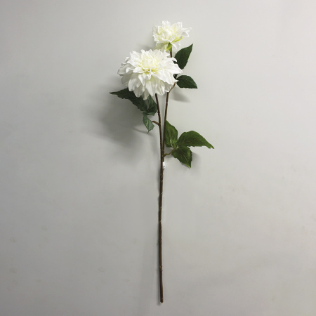 00000185602.1 00000185602.1