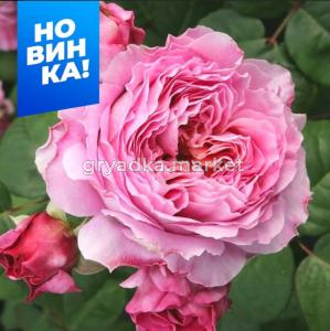 Роза Айсфогель 1шт чайно-гибридная (Сем Алт)