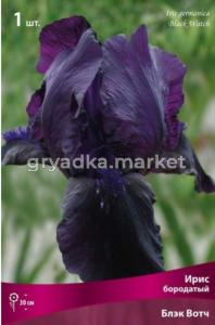 Ирис бородатый Блэк Вотч (тёмно-фиолетовый, нижние лепестки практически чёрные,1шт,I)