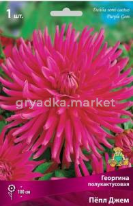 Георгина Пепл Джем 1шт.