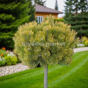 Сосна горная Винтер Голд C 7,5 Pa40 1