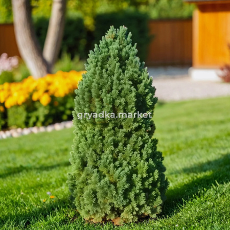 Сосна кедровая Лимба C 3 20-30 1