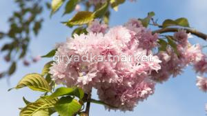 Слива (Prunus Kiku-shidare-zakura) C30 Pa 160 - 180- obw