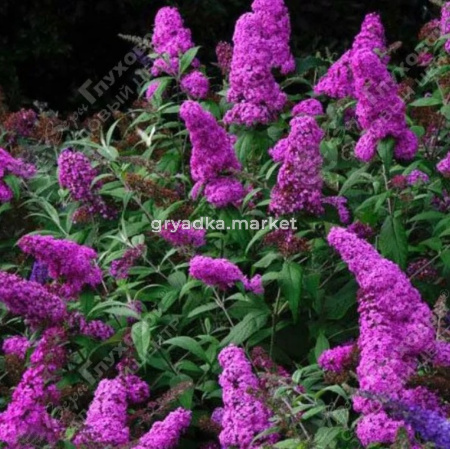 Буддлея Давида Нано Пурпл С3 ГлХ 