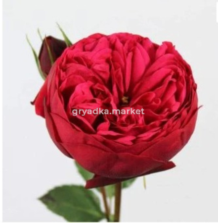 Роза Ред Пиано 1шт чайно-гибридная (Сиберика)