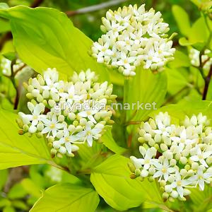 Дерен белый Аурея C 5 60-80 1