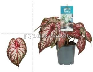 Каладиум Экспложн С12 Н25