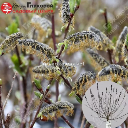 Ива хеномелесовидная Любберс Зварт Шт-80 С3 ГлХ