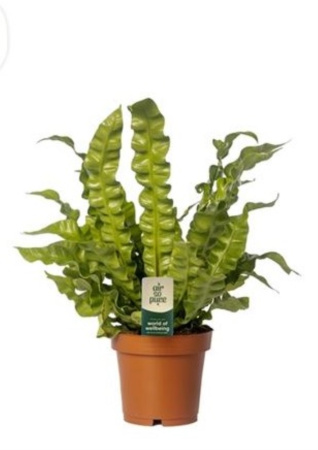 Асплениум Криспи Вейв С12 Н25 Асплениум Криспи Вейв С12 Н25