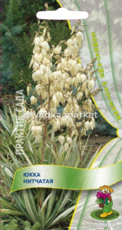 Юкка нитчатая 3шт. Поиск