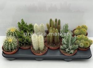 Кактус Микс С10,5 Н10