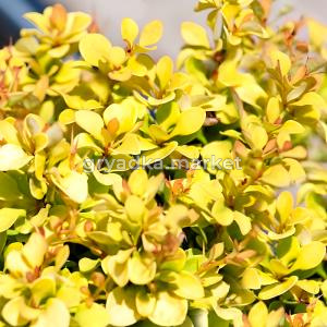 Барбарис тунберга Голдалита C 3 20-30 1