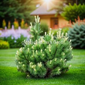 Сосна горная Поль Пал Малетер C7,5 30-40 1