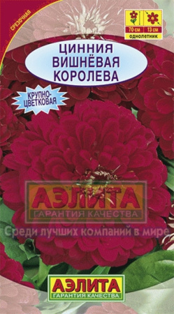 Цинния Вишневая Королева (Аэлита)