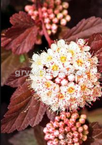 Пузыреплодник калинолистный Диаболо с2 (Никитенко)