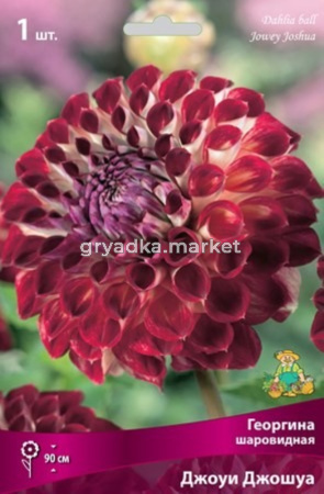 Георгина шаровидная Джоуи Джошуа