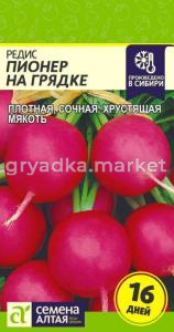 Редис Пионер на Грядке (16дней) 2гр.-Сем.Алт.