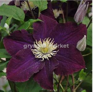 Клематис крупноцветковый Варшавска Найк (С2)