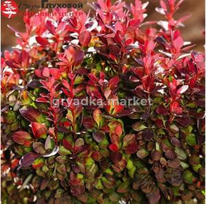 Барбарис Тунберга (Berberis thunbergii) Лютин Руж С3 СП-23