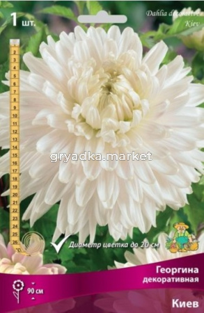 Георгина Киев 1шт.
