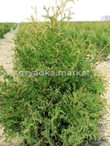 Туя западная Холмструп Н100+ C20 (Монблан)