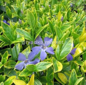 Барвинок малый 