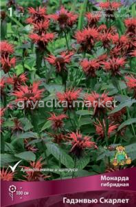 Монарда гибридная Гадэнвью Скарлет 1шт