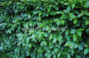 Кизильник блестящий С3см