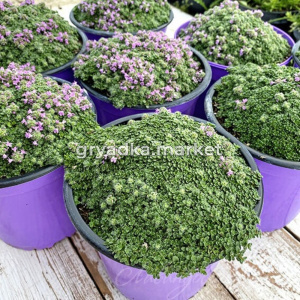 Тимьян ранний 